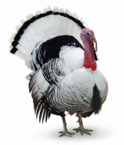 turkey2 turkey2
